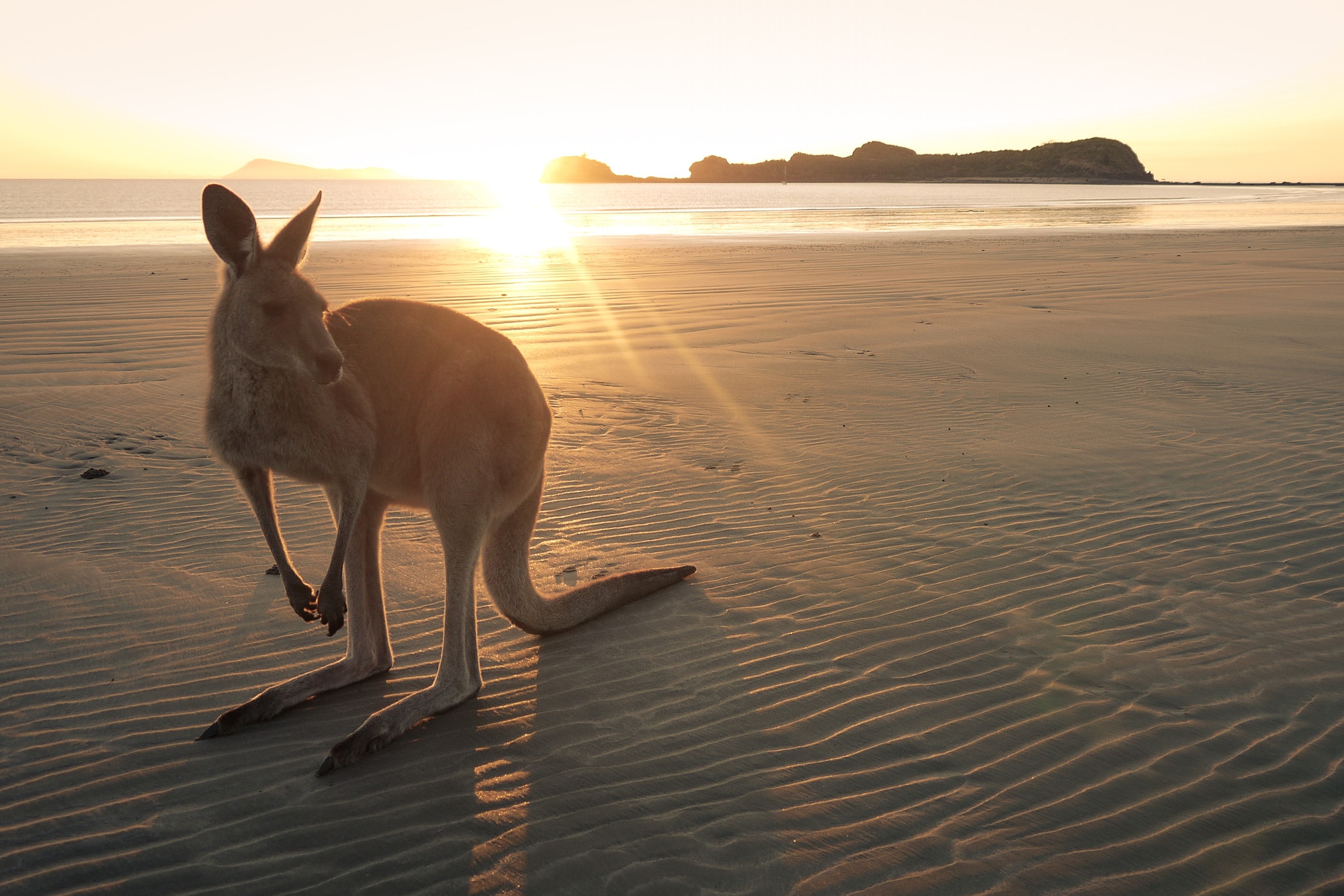 Wallaby op het strand bij zonsopkomst in Cape Hillsborough