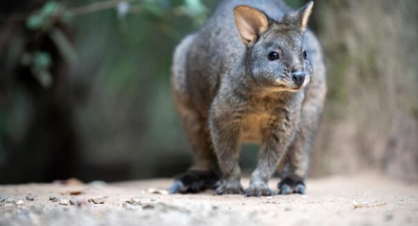 Pademelon