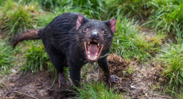 Tasmanian devil