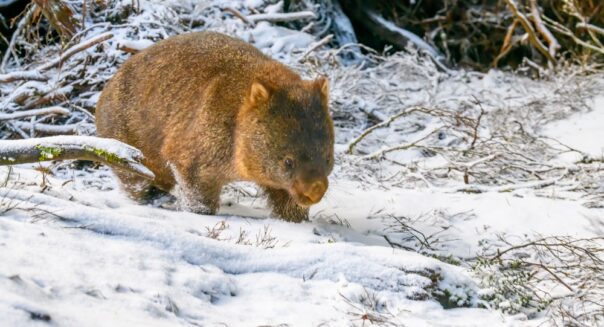 Wombat in de sneeuw Tasmanië