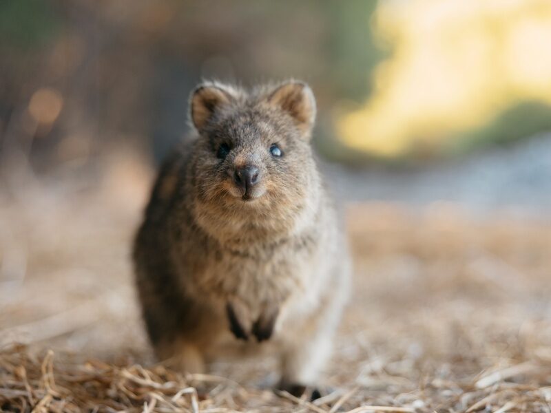 de altijd goedlachse quokka op Rottnest Island