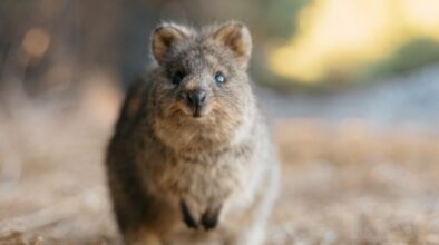 De altijd goedlachse quokka op Rottnest Island