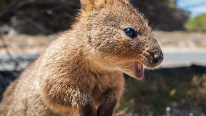 Quokka Rottnest Island