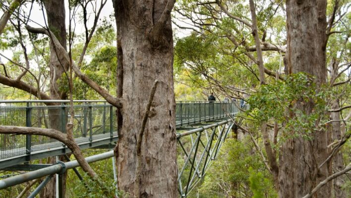 Tijdens de Tree Top Walk loop je hoog tussen de boomkronen