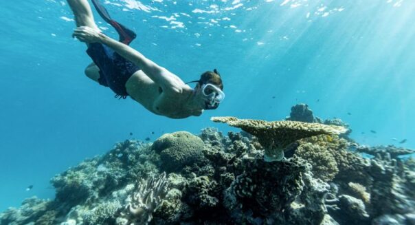 Tiener snorkelt naar rif in het Great Barrier Reef