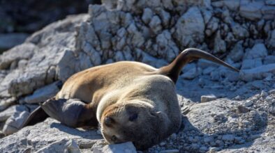 Zeehond Kaikoura
