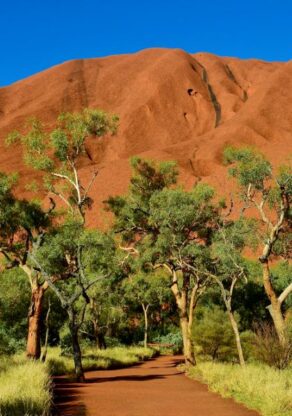Pad naar de base van Uluru ofwel Ayers Rock met groene bomen voor de rots
