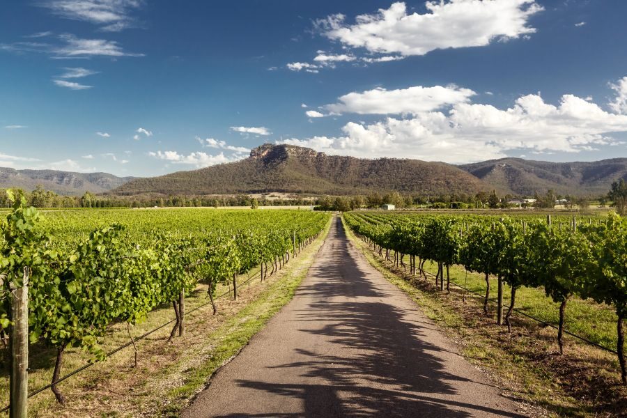 Zicht door de druivenranken in een wijngaard in de Hunter Valley in New South Wales