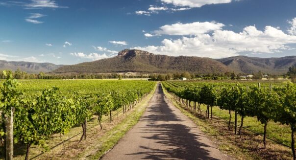 Zicht door de druivenranken in een wijngaard in de Hunter Valley in New South Wales
