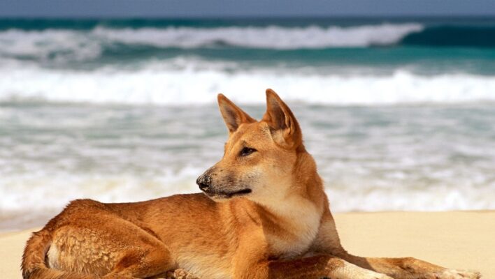 Dingo K'gari Fraser Island