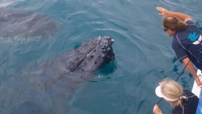 Hervey Bay walvistour