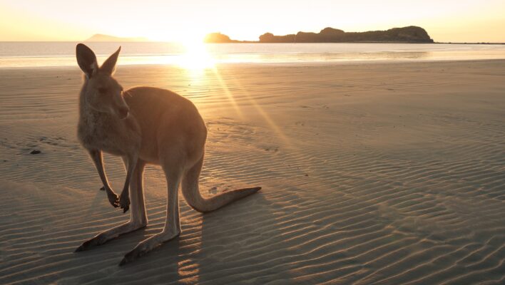 Cape Hillsborough wallaby op strand