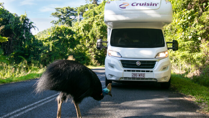 Kasuaris op de weg Cruisin' camper