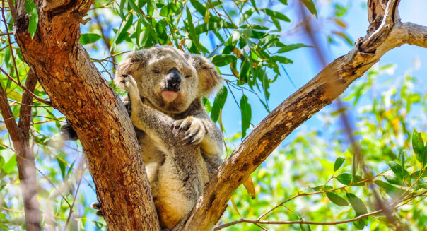 Koala op Magnetic Island