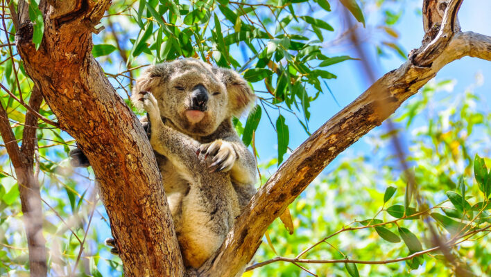 Koala op Magnetic Island