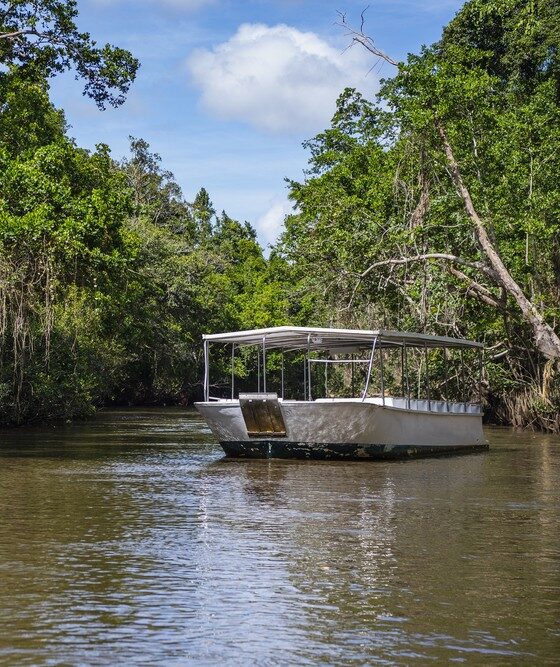 Boottocht op de Daintree River in Daintree National Park op zoek naar krokodillen