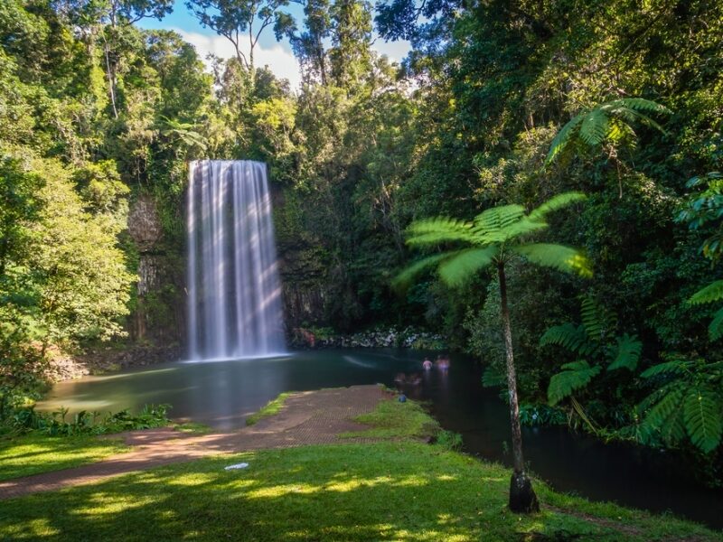 Millaa Millaa waterval in de Atherton Tablelands met palmboom op de voorgrond