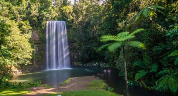 Millaa Millaa waterval in de Atherton Tablelands met palmboom op de voorgrond