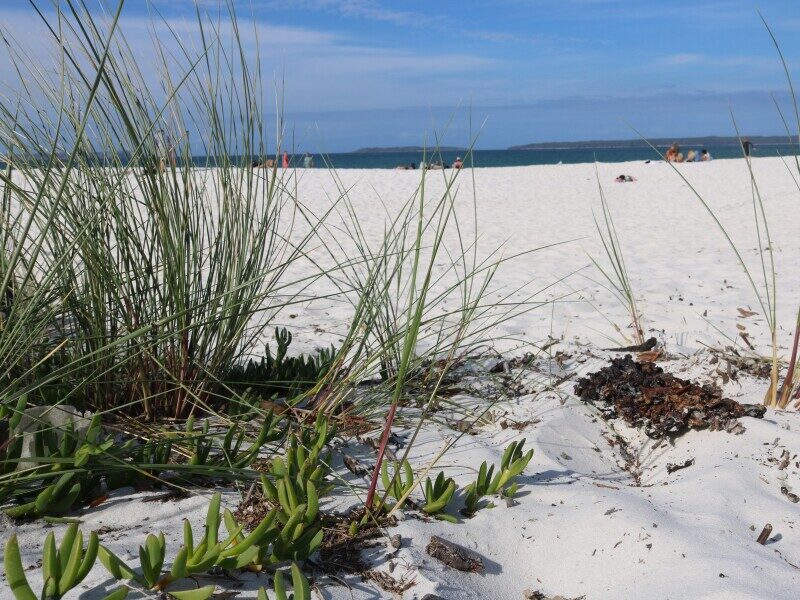 Hagelwit strand met gras en blauwe zee bij Jervis Bay in New South Wales
