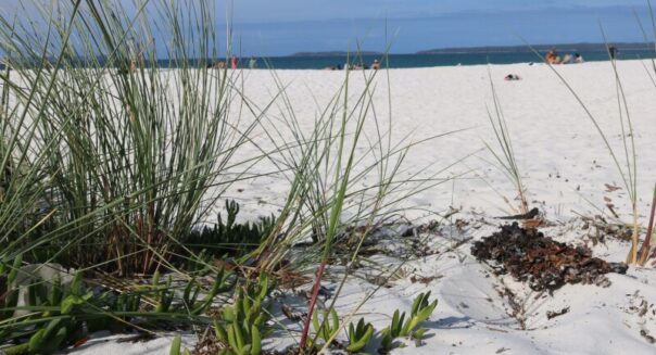 Hagelwit strand met gras en blauwe zee bij Jervis Bay in New South Wales