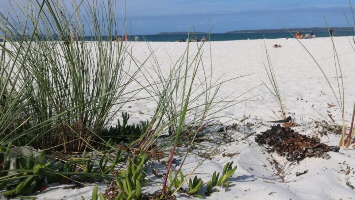 Hagelwit strand met gras en blauwe zee bij Jervis Bay in New South Wales