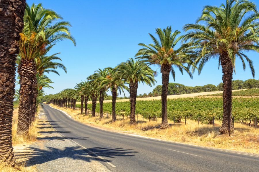 Palmbomen langs de Seppeltsfield Road in de Barossa Valley waar veel beroemde wijngaarden aan liggen