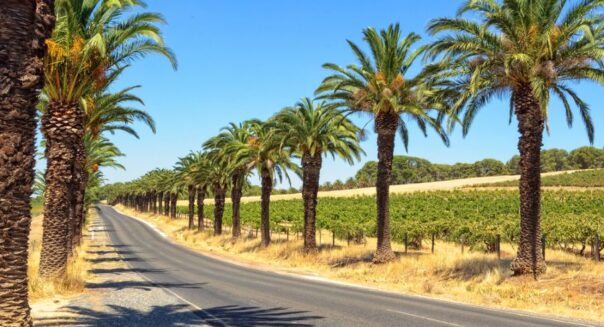 Palmbomen langs de Seppeltsfield Road in de Barossa Valley waar veel beroemde wijngaarden aan liggen
