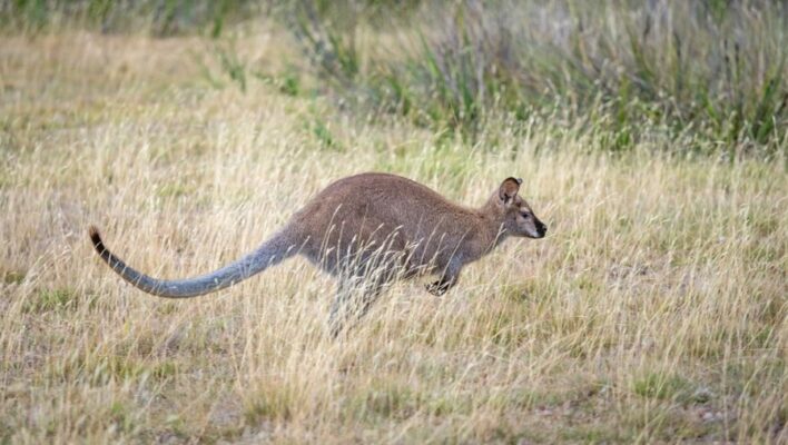 Wallaby spring door Australisch grasland