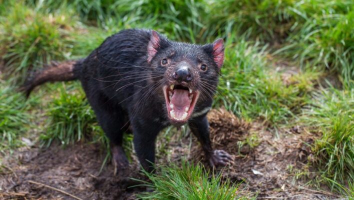 Tasmanian devil met de bek wijd open en agressieve blik