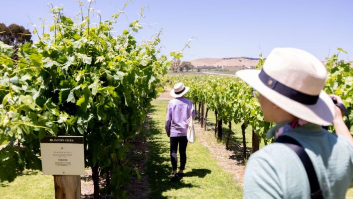Toeristen lopen door een wijngaard tussen de druivenranken in de Barossa Valley