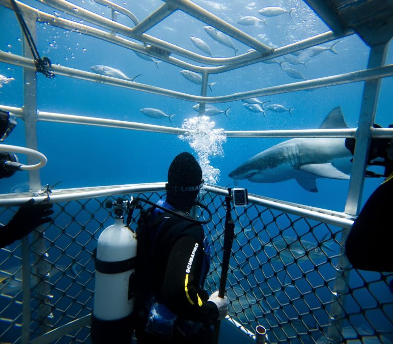 Man met duikpak aan in kooi onderwater met haai eromheen in Port Lincoln South Australia