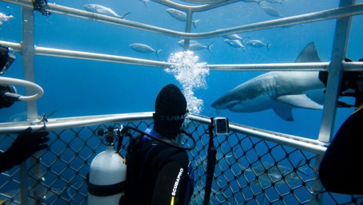 Man met duikpak aan in kooi onderwater met haai eromheen in Port Lincoln South Australia