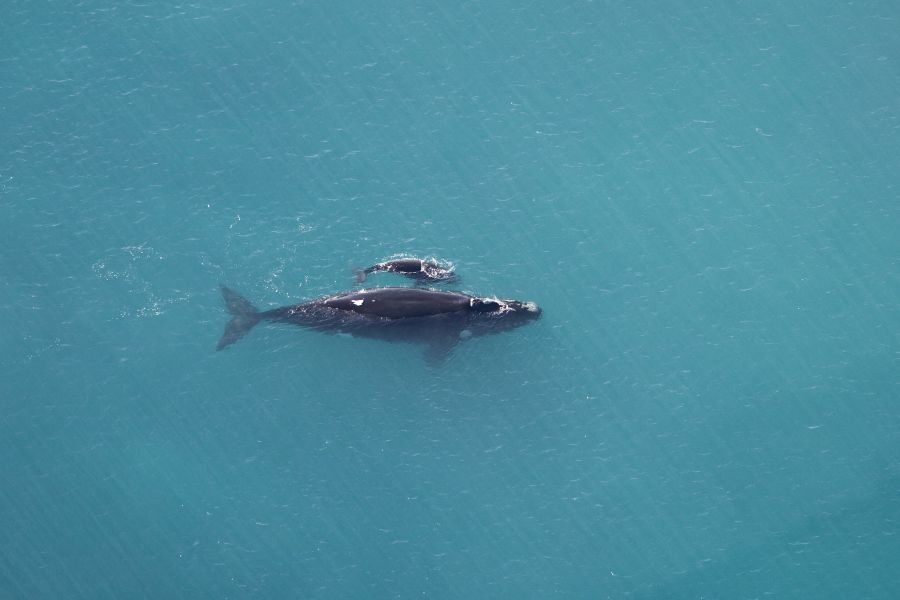 Walvissen moeder met jong bij Head of Bight South Australia