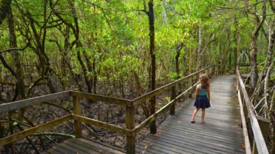 Kind wandelt op boardwalk in Daintree National Park