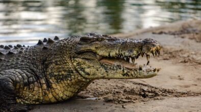 Krokodil op de kant bij Coowonga