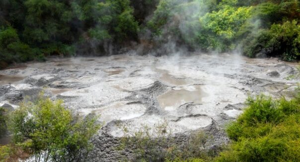 Borrelende modderpoelen tussen bomen in Te Puia bij Rotorua