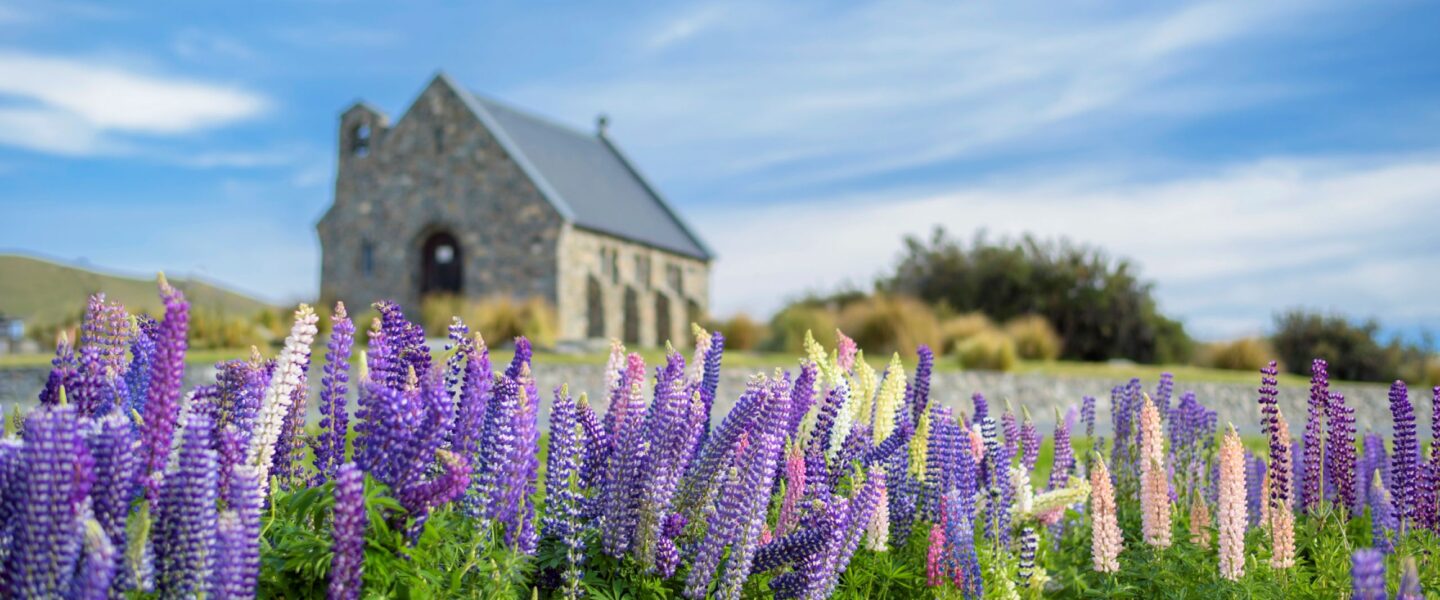 Paarse lupines op de voorgrond en het kerkje bij Lake Tekapo op de achtergrond