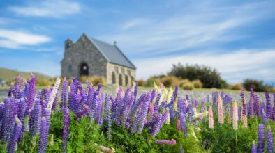 Paarse lupines op de voorgrond en het kerkje bij Lake Tekapo op de achtergrond