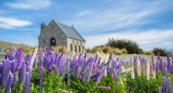 Paarse lupines op de voorgrond en het kerkje bij Lake Tekapo op de achtergrond