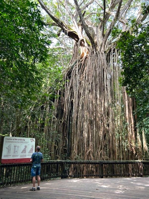 Man kijkt op het informatiebord bij de Curtain Fig Tree bij Yungaburra in de Atherton Tablelands