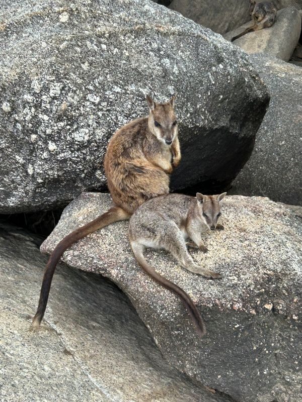 Twee rock wallabies zitten op een rots in de Granite Gorge in de Atherton Tablelands