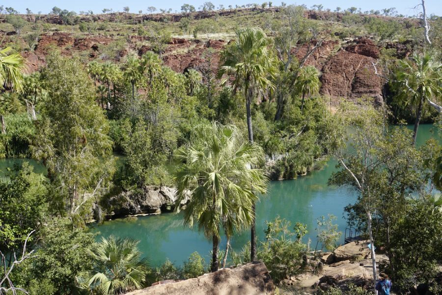Groene kloof met uitgesleten rivier en palmbomen in Boodjamulla National Park