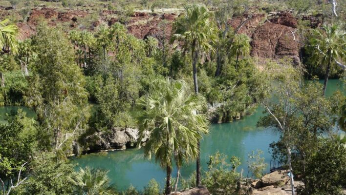 Groene kloof met uitgesleten rivier en palmbomen in Boodjamulla National Park
