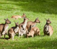 Groep kangoeroes zit op het gras in de Yarra Valley