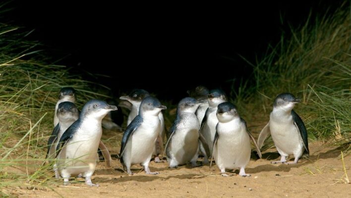 Pinguins komen strand op bij zonsondergang op Phillip Island