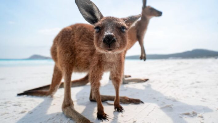Kangoeroes staan op het witte strand van Lucky Bay bij Esperance