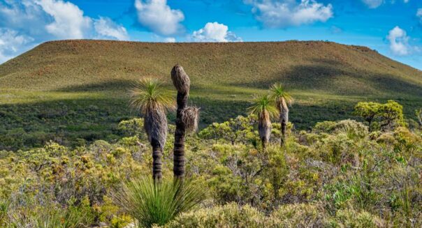 Lesueur National Park en de grasstrees in beeld
