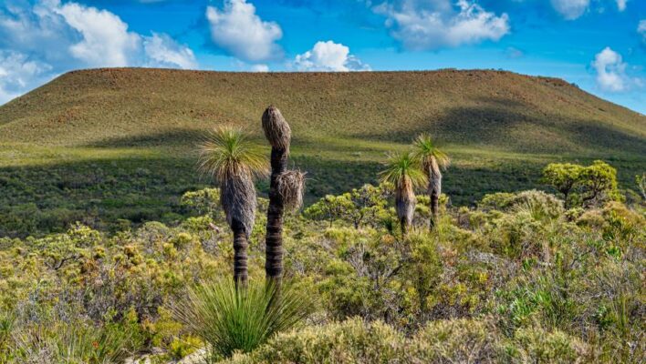 Lesueur National Park en de grasstrees in beeld