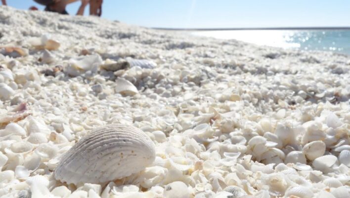 Schelpen close-up op Shell Beach bij Shark Bay, mensen op de achtergrond