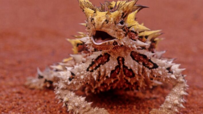 Thorny devil met stekels kijkt omhoog vanaf rode gravelweg